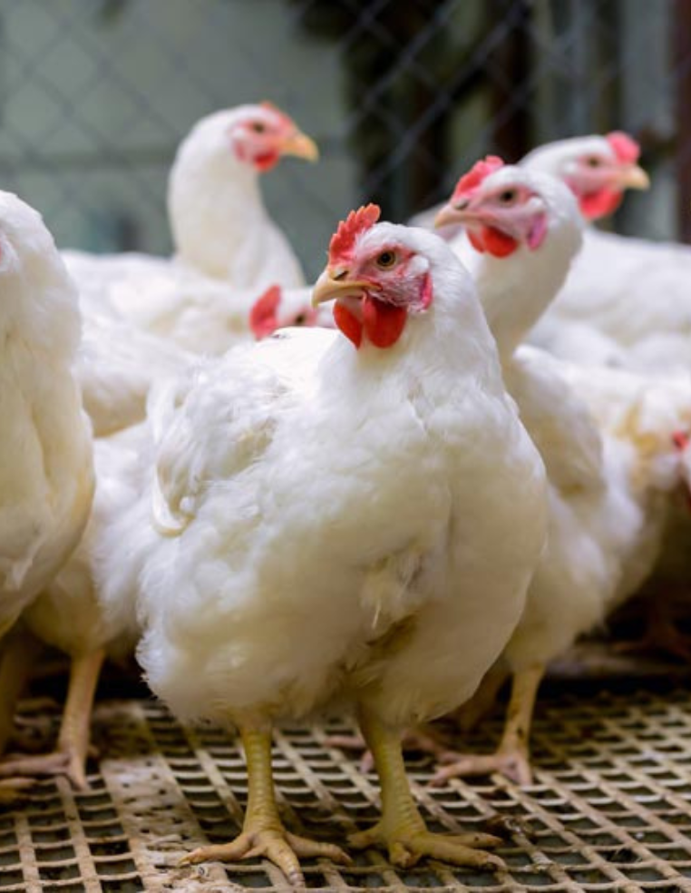 1 fully matured fowl